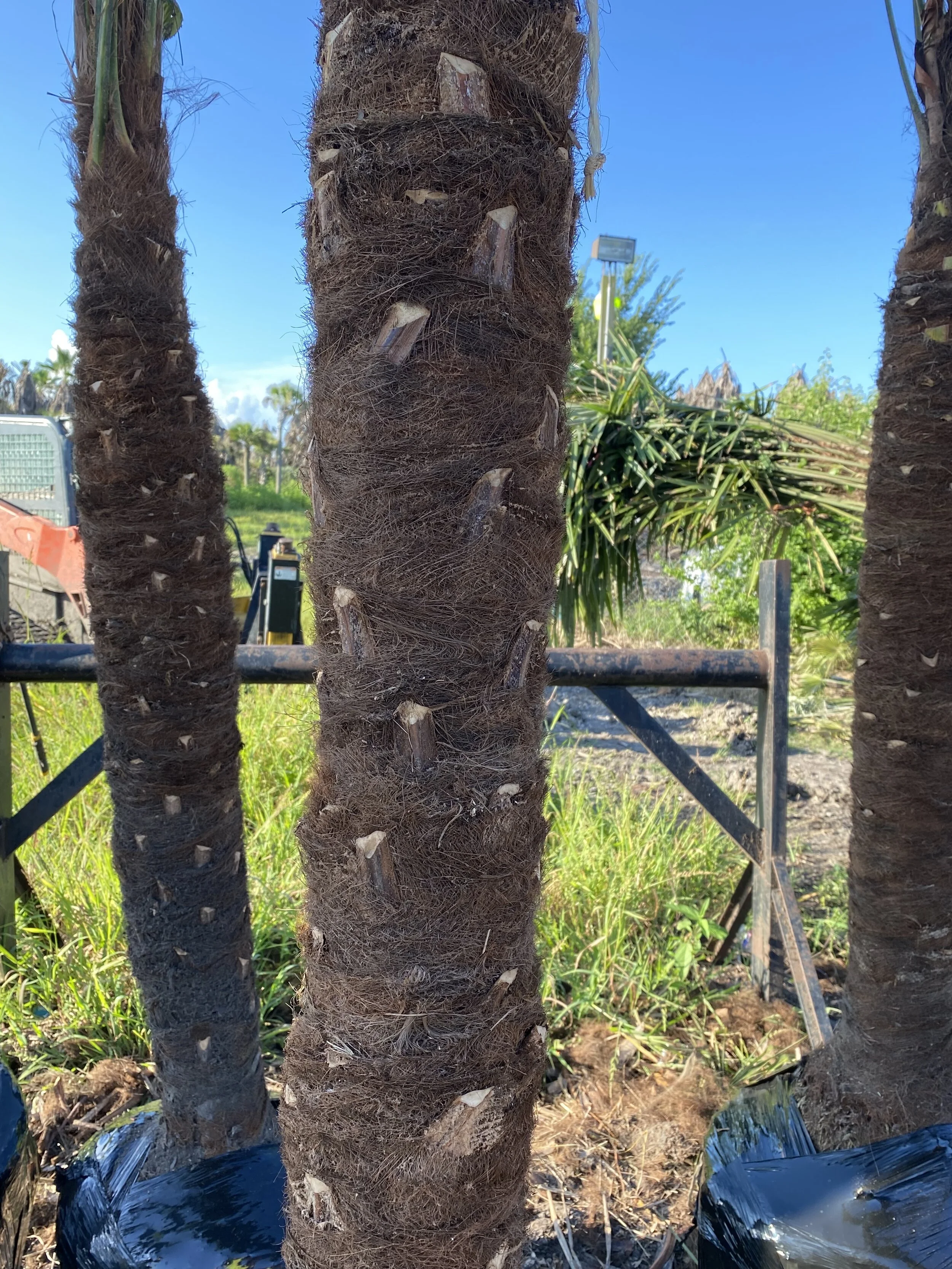 Certified Medjool Date Palms | Certified Zahidi Date Palms | Palm